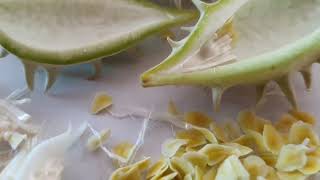 covid 19 | coronavirus fruit | glossonema varians in pakistan | delicious yummy fruit and vegetable