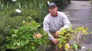 Pruning Hydrangeas