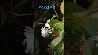 kadupul Mal කඩුපුල් මල්😮#subscribe#shorts#travel#travelsl#srilanaka#nature#lanka#short