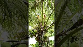 Green Coconut On Tree ! Coconut । Viral । Trending  #Shorts