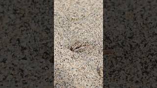 Small Crab Runs into Hole in Sand