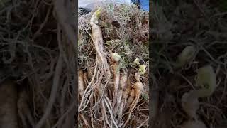 Женьшень корни 3 - х летние для посадки Белгородская обл. #женьшень #ginseng #인삼씨 #인삼씨앗