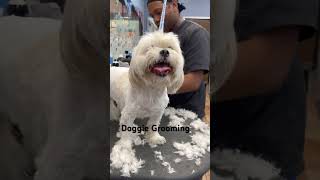 Happy dog gets groomed #healthydog #smalldog #shitzu #maltese #dogmom