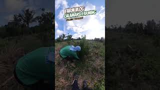 Calamansi farming | ORGANIC FERTILIZER " CHICKEN MANURE" #agriculture