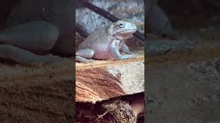 Dumpy frog very happy after eating big cricket