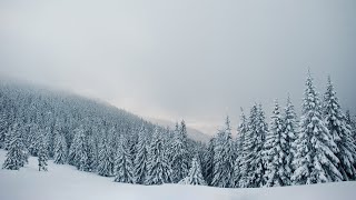 Windy Winter Storm in Ukraine Mountains | Snowstorm, Howling, Wind for Sleep | White Noise | 12 Hrs