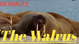 The Walrus - Large Flippered Marine Mammal.