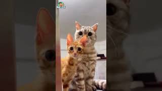 Funniest 😂Cats and Dogs on the Internet: Hilarious Animals Compilation  #funnyshorts #funnyvideo