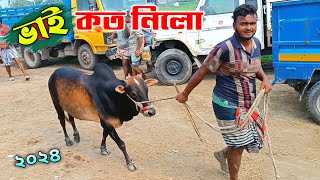 Bhai Koto Nilo 2024 || সিরাজগঞ্জ সলংগা গরুর হাট ২০২৪ || Cow Price in Bangladesh || Cows price