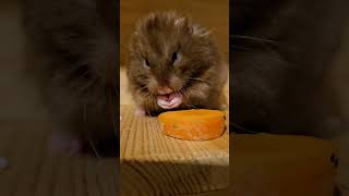 Olly, a first-time carrot eating. 🥕 #crunchy #healthy #yummy