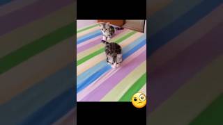 Kucing Pengintai | Kembar & Kompak #shorts #short #trending #tiktok #viral #youtubeshorts #cute