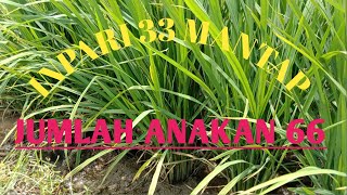 MENGHITUNG ANAKAN INPARI 33