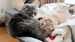 Mother cat loves one kitten, another kitten loves its owner