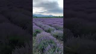 Lavanda plantasiyasi😍😍😍