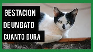 cuanto tarda la gestación de un gato - cuanto tiempo dura el embarazo de los gatos