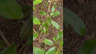 Newly planted Red Sappotta. Already there is a flower bud on it.