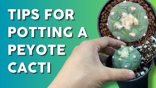 How to Pot Lophophora 🌵 | Best Soil Mix, Perfect Pot, & Aftercare Tips