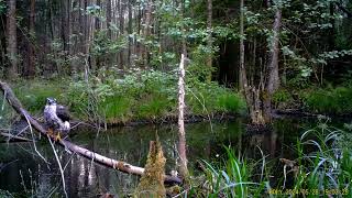 Rare Sighting: Goshawk takes a Long Bath in a swamp #trailcam