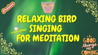 Sound Meditation | Relaxing Bird Sounds | Relaxing Bird Singing | Bird Sounds