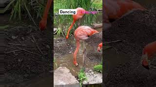 Dancing flamingo… #shorts #short #meme #funny #dance #flamingo