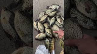 Buenas capturas de crappie  en Burbank Washington