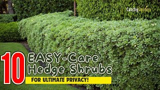 10 EASY-Care Hedge Shrubs for Ultimate Privacy! 🌳🏡🌴 // Gardening Ideas