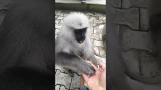 Funny gray monkey short video, monkey feeding #funnymammals #monkeymammals #monkey