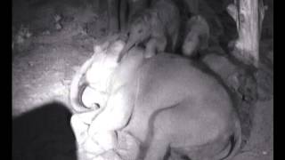 Kavi wakes up his older sister Anak - Dublin Elephants