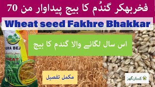 Gandum ka tagra beej | Fakhre Bhakkar Wheat Seed variety benefits potential yield 70 Mann kissanghar