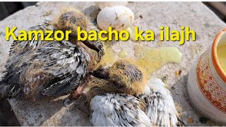 Ab nahi marege kabootar ke bache ##breeder #breeding #breedingbirds