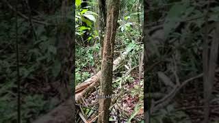 berburu babi hutan alias celeng di hutan kalimantan.