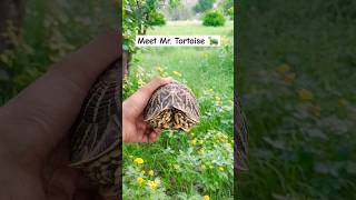 Tortoise 🐢 roaming in Grass 🍃 #shorts #farming