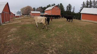 THE  GREAT  AMERICAN  CATTLE  ROUNDUP