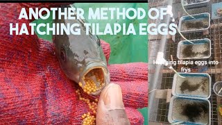 Another method of hatching tilapia eggs#tilapia#success