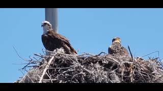 Ospreys on nest.