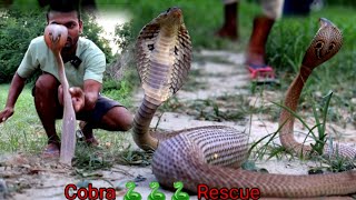 Free Handing Indian Spectacled Cobra Rescue