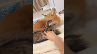 Rescued an adorable fox kit and reintroduced it to the wild #animals #animalshorts #fox