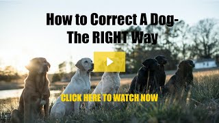 How to Correct A Dog The Right Way