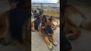 Last  video  with both together#germanshepherd #subscribemychannel # miss you vicky😭😭😭