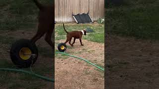 Doggo playing with sprinkles