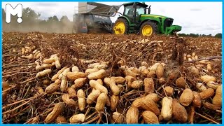 🥜 Japan Peanut Growing Harvesting and Processing - Japan Peanut Agriculture Technology Farming