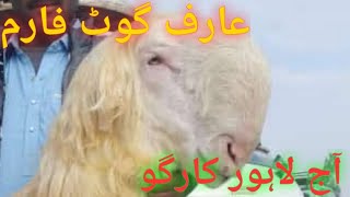 یہ چھترا لاہور جائے گا نایاب ترین نسل کا مندرا