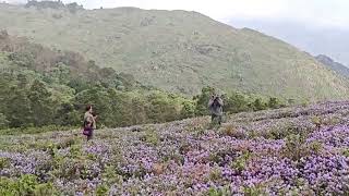 Peak bloom of rare flowers paint India’s Nilgiri hills in hues of blue