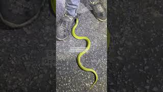 Green keelback #youtube #trending #shorts #viral #sagar_sahu_0