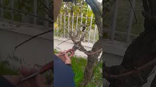 تقليم شجرة العنب في المنزل  la taille de vigne de jardin avec technicien rachid #agriculture