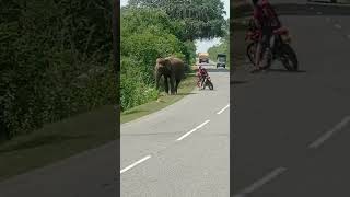 Wild elephants on the highway looking for food😯😯🦣🇱🇰 #elephant #viralvideo #srilanka