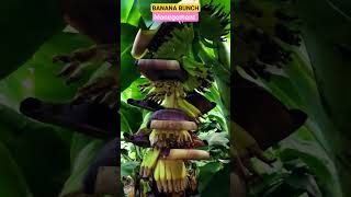 BANANA BUNCH MANEGEMENT #banana #farming #sheti #harvesting #size #kisan #डाळिंब