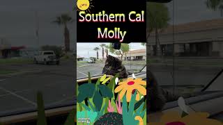 More Moments of My Kitty on the Road #shorts