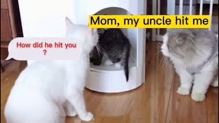 #shorts |Funniest Cat Video Compilation..