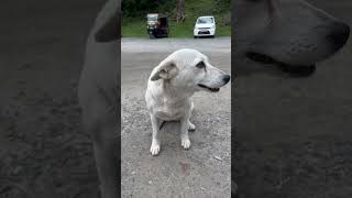 Wait for her smile😍🐶🐾 #shorts #viral #trending #youtubeshorts #youtube @utshariyasvlogs6683